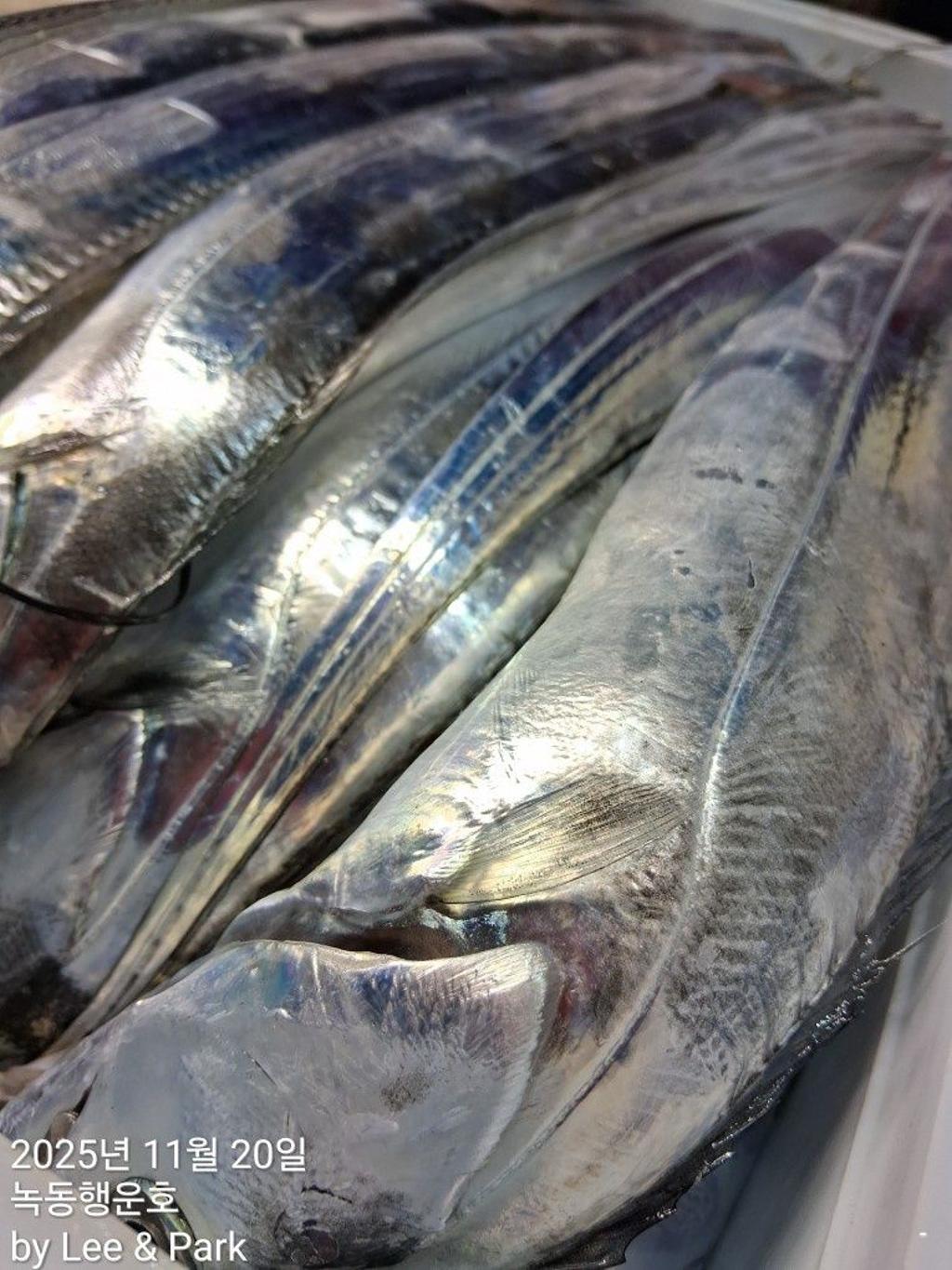 낚시뚜,갈치,녹동항,녹동대성호,낚시뚜31