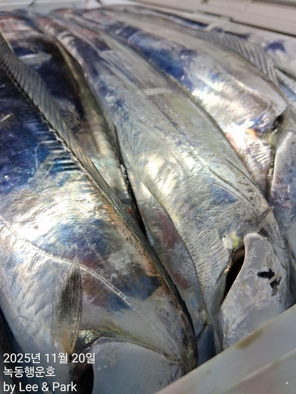 낚시뚜,갈치,녹동항,녹동대성호,낚시뚜30