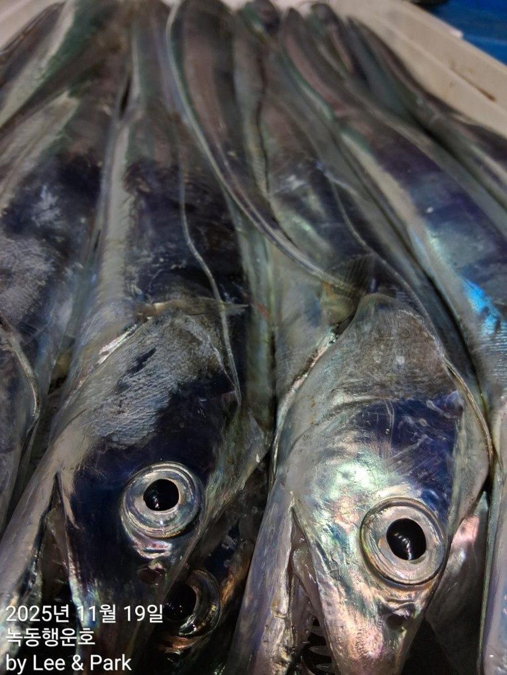 낚시뚜,갈치,녹동항,녹동대성호,낚시뚜29