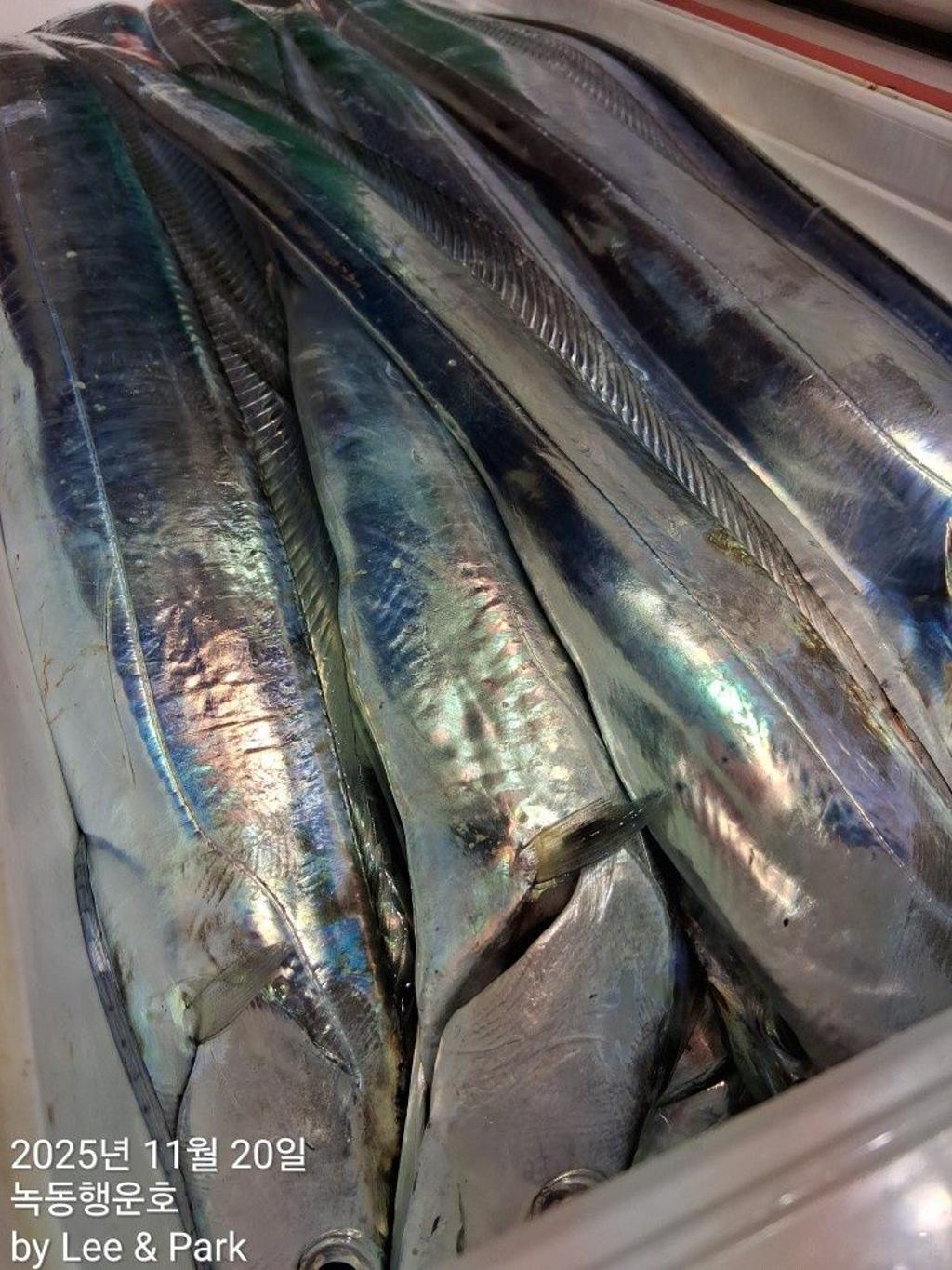 낚시뚜,갈치,녹동항,녹동대성호,낚시뚜28