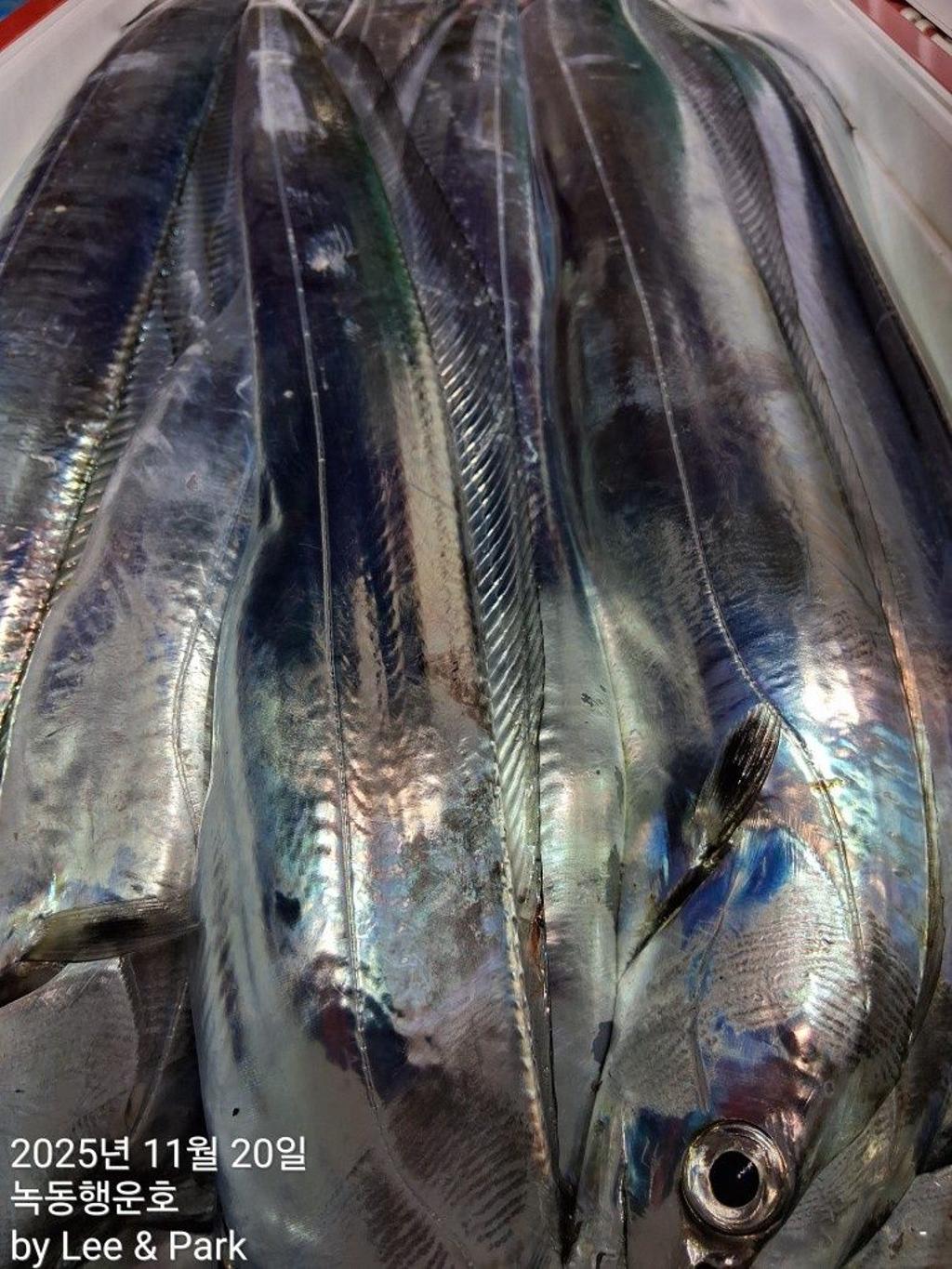 낚시뚜,갈치,녹동항,녹동대성호,낚시뚜27