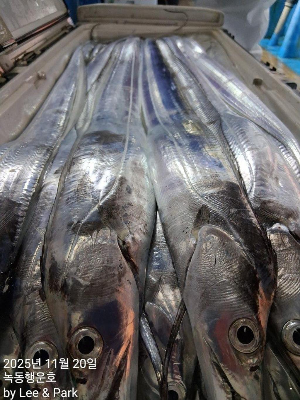 낚시뚜,갈치,녹동항,녹동대성호,낚시뚜26