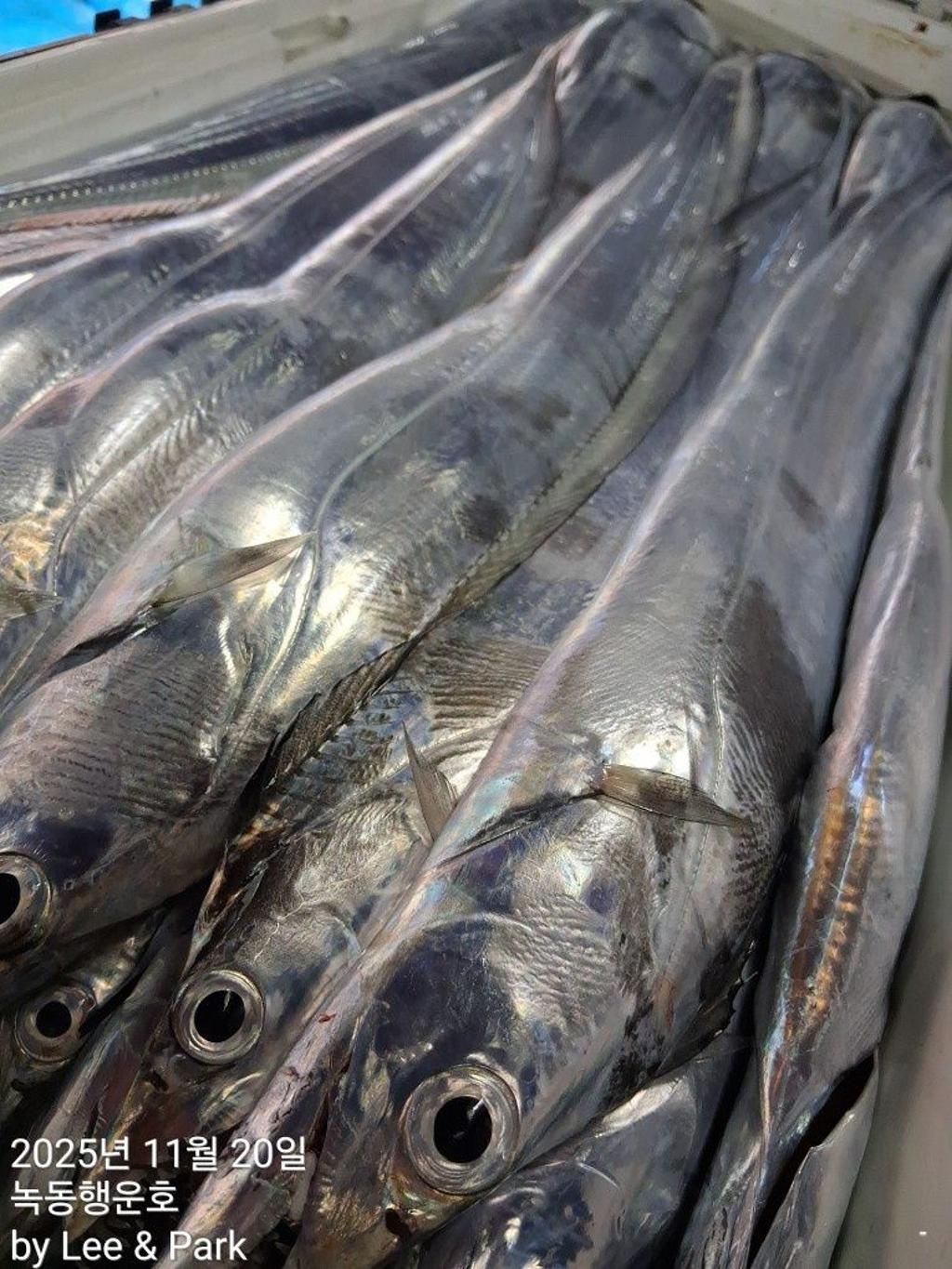 낚시뚜,갈치,녹동항,녹동대성호,낚시뚜25