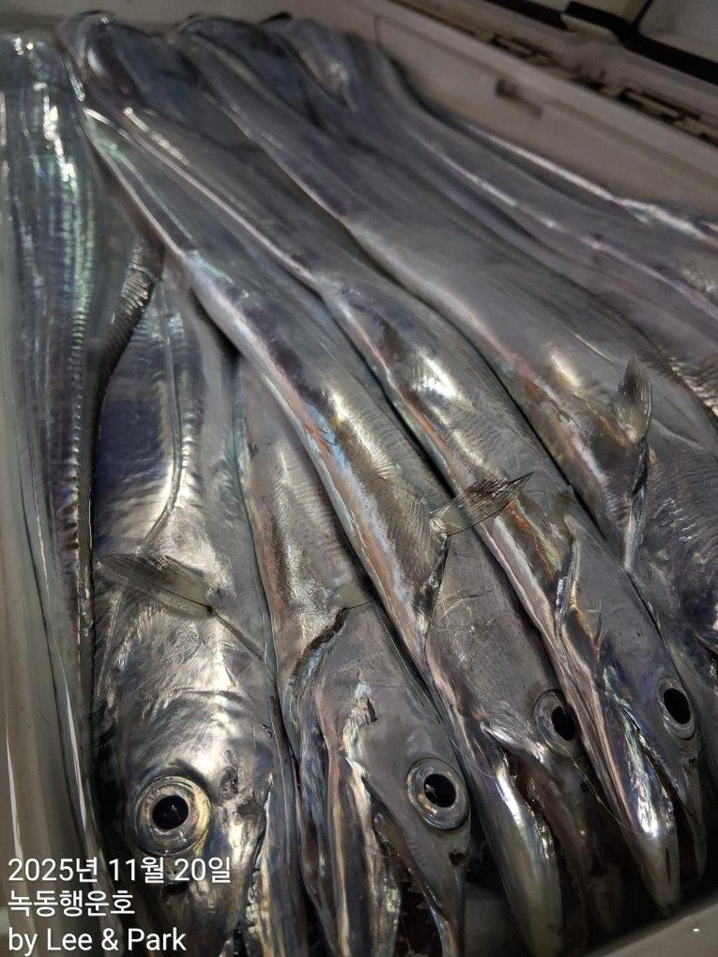 낚시뚜,갈치,녹동항,녹동대성호,낚시뚜24