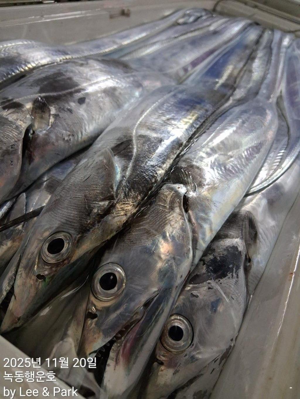 낚시뚜,갈치,녹동항,녹동대성호,낚시뚜23