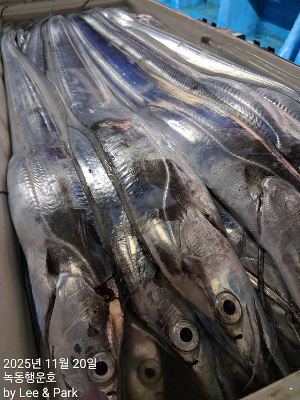 낚시뚜,갈치,녹동항,녹동대성호,낚시뚜22