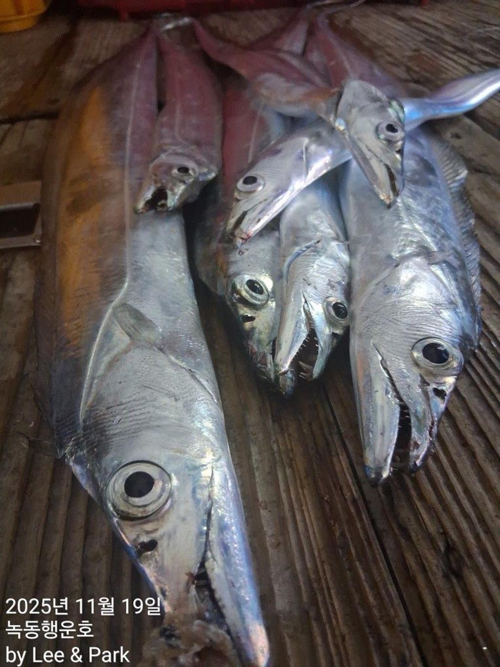 낚시뚜,갈치,녹동항,녹동대성호,낚시뚜21