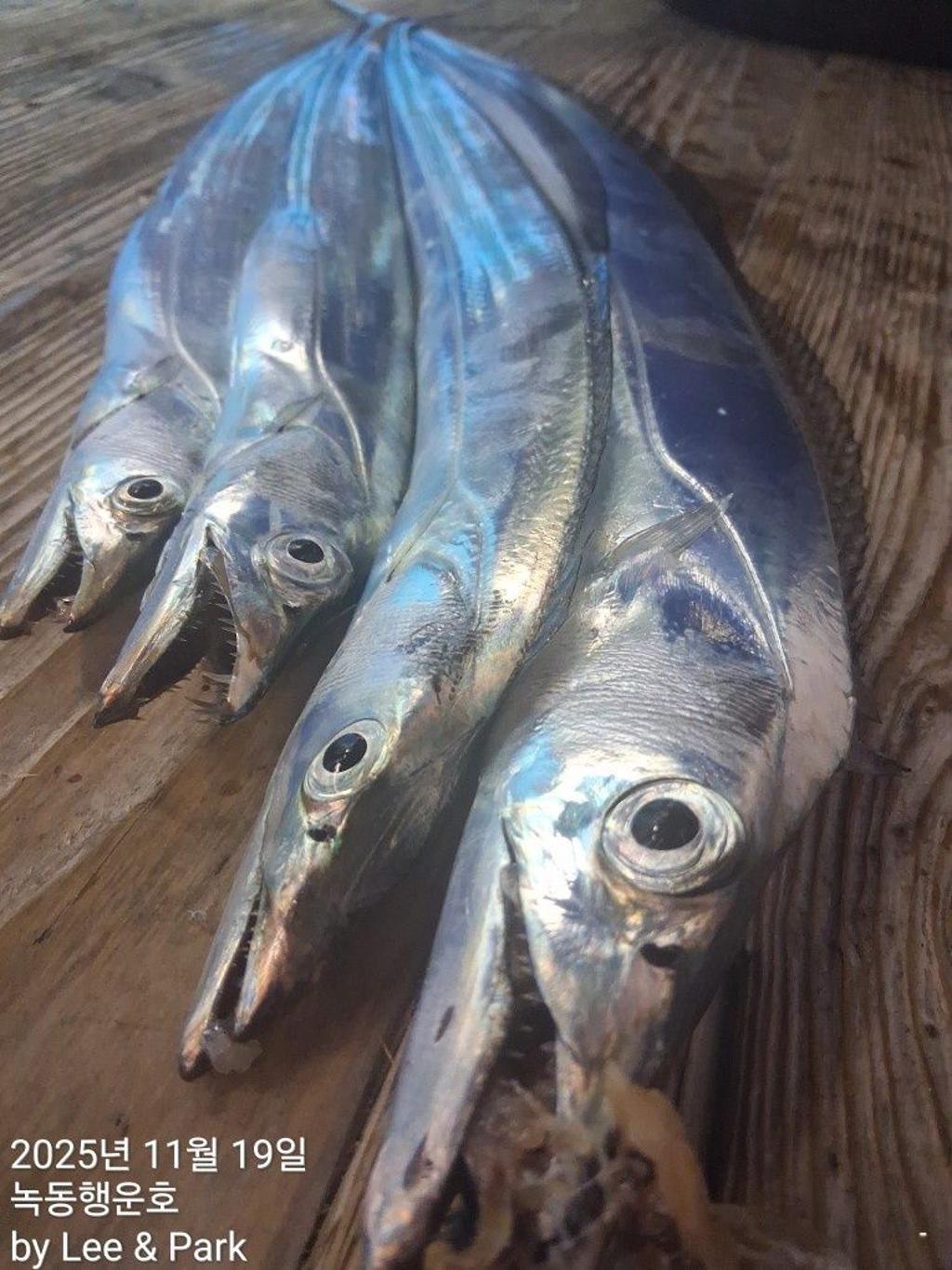 낚시뚜,갈치,녹동항,녹동대성호,낚시뚜20