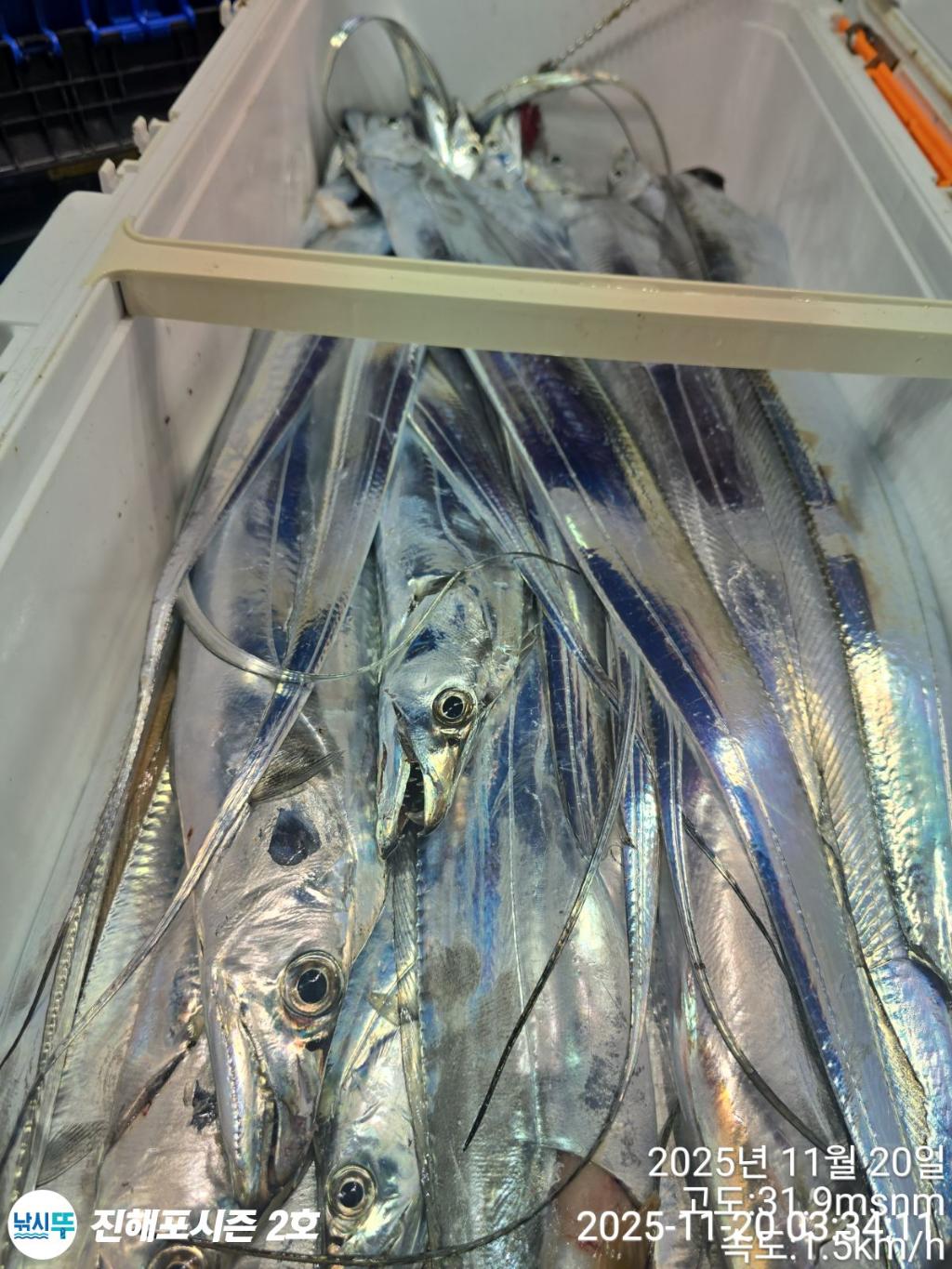 낚시뚜,갈치,진해행암항,진해포시즌 2호,낚시뚜3