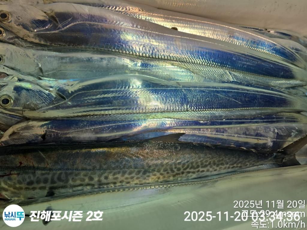 낚시뚜,갈치,진해행암항,진해포시즌 2호,낚시뚜1