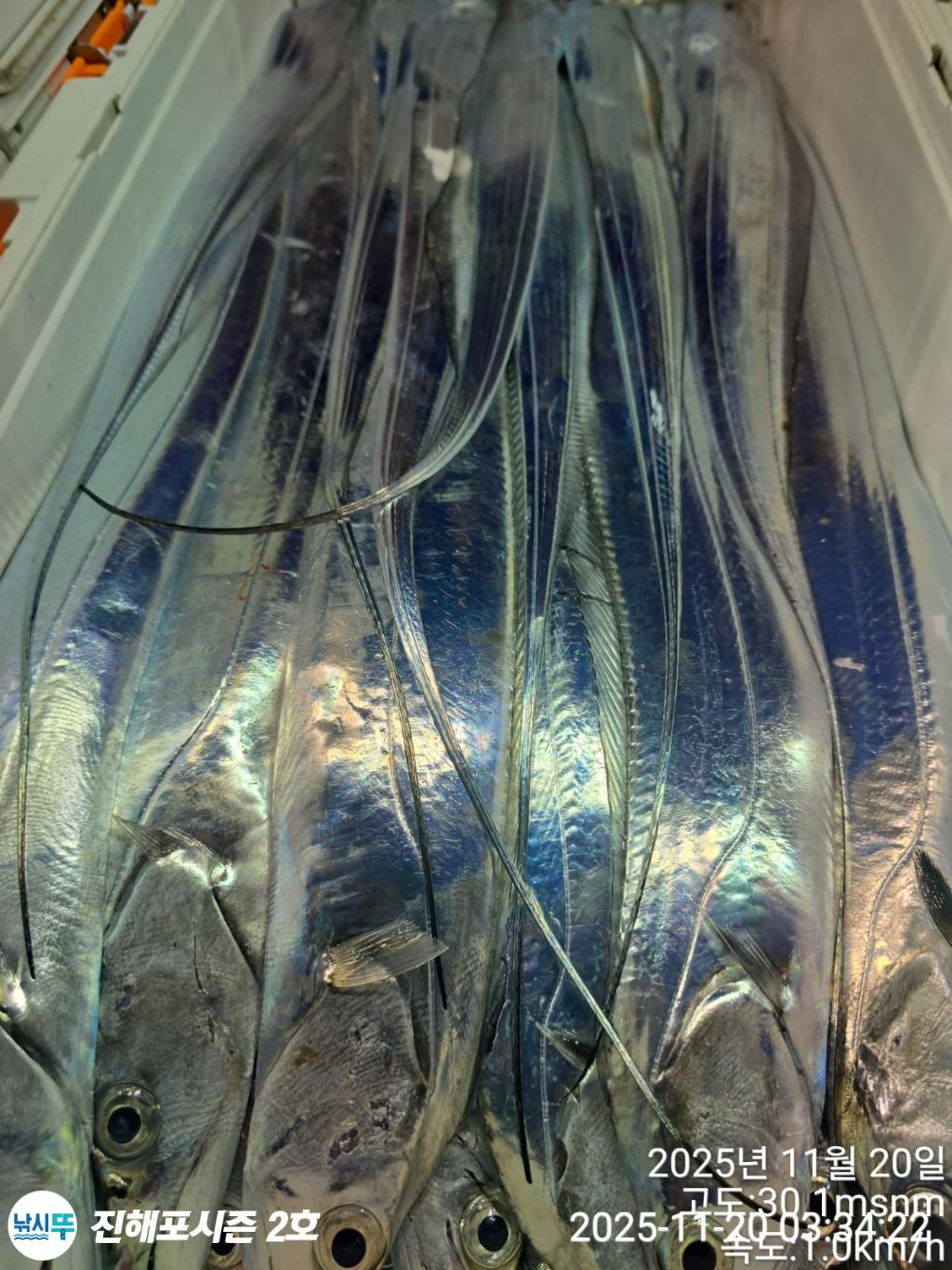 낚시뚜,갈치,진해행암항,진해포시즌 2호,낚시뚜0