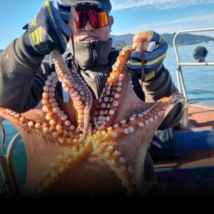 조황, 돌문어 출조 