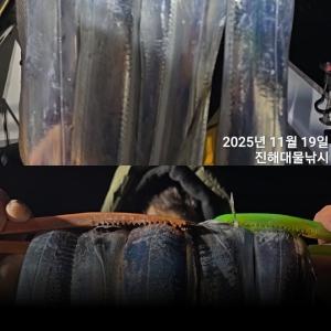 조황, 내만칼치 3지,용가리까지 엄청나게 퍼담고 쿨러넘쳐,목,금,토,일욜예약가능