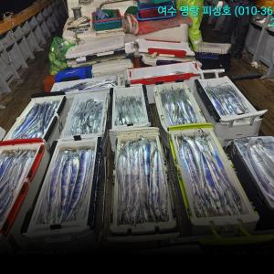 조황, 14석으로>3지>4지급으로 전원 만쿨러로 입항했습니다 