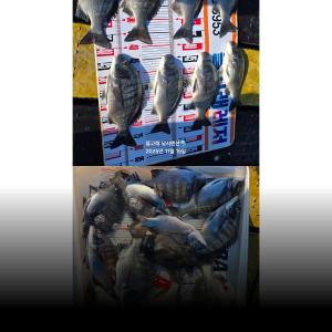 조황, ((풍화리)) 감성돔 마릿수 굿굿