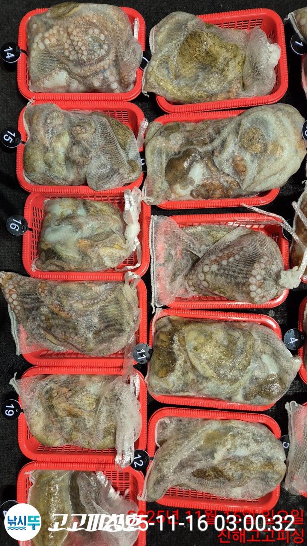 낚시뚜,,속천항(진해),고고피싱호,낚시뚜7