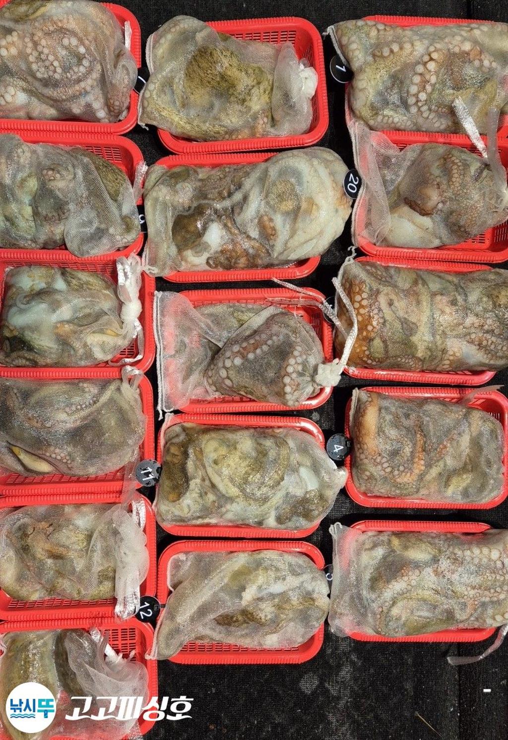 낚시뚜,,속천항(진해),고고피싱호,낚시뚜0