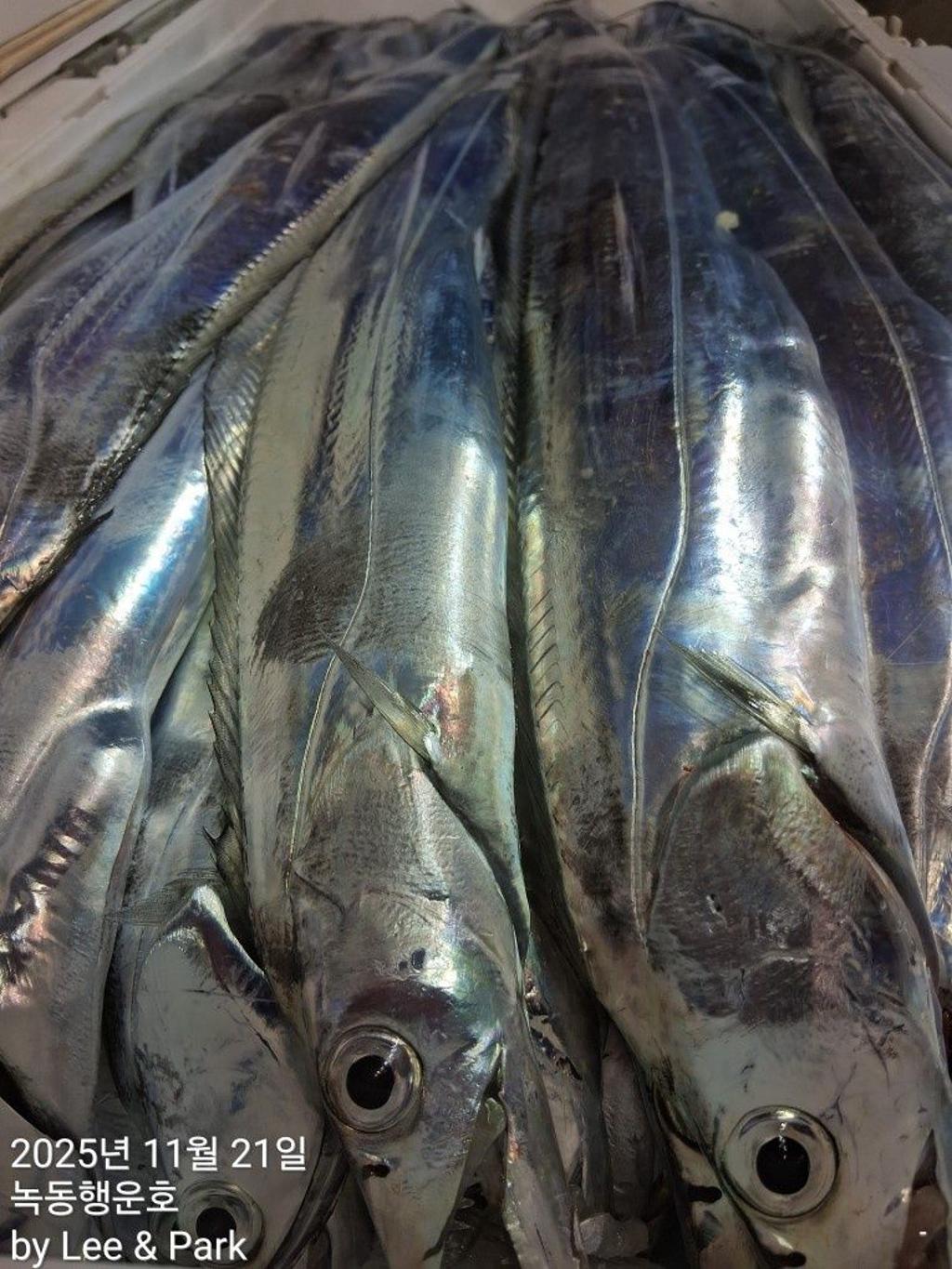 낚시뚜,갈치,녹동항,녹동대성호,낚시뚜37