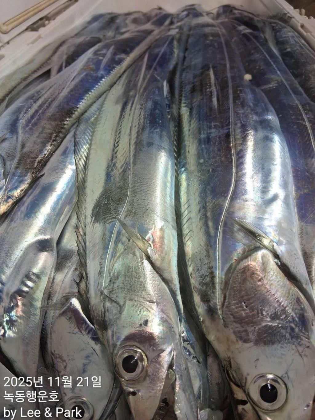 낚시뚜,갈치,녹동항,녹동대성호,낚시뚜36