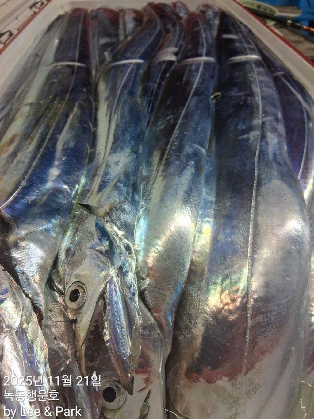 낚시뚜,갈치,녹동항,녹동대성호,낚시뚜35