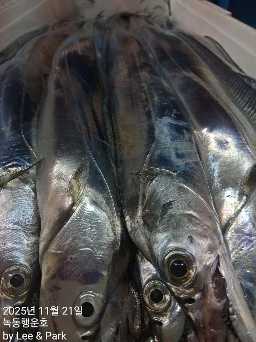 낚시뚜,갈치,녹동항,녹동대성호,낚시뚜33