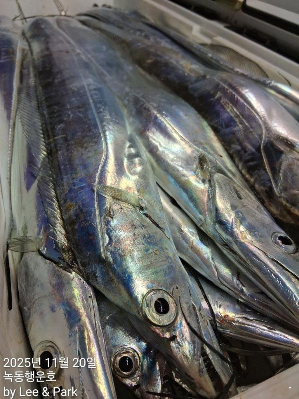 낚시뚜,갈치,녹동항,녹동대성호,낚시뚜31