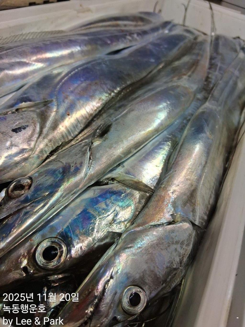 낚시뚜,갈치,녹동항,녹동대성호,낚시뚜30