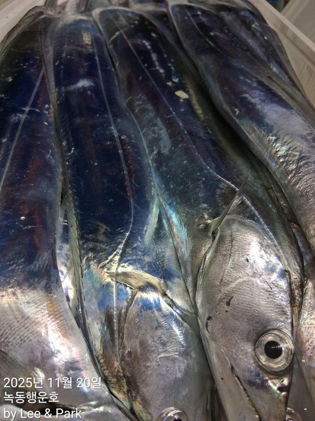 낚시뚜,갈치,녹동항,녹동대성호,낚시뚜29