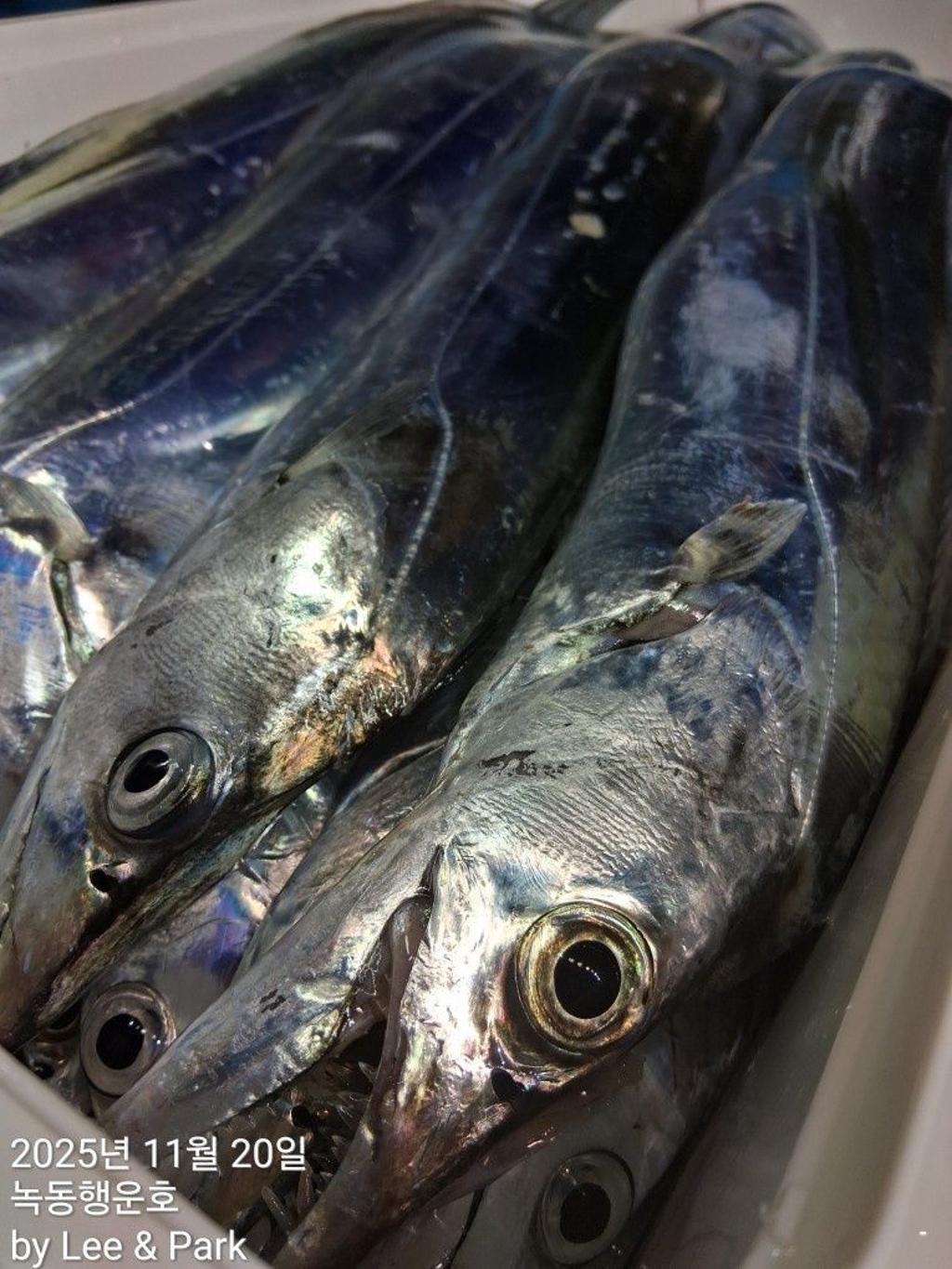 낚시뚜,갈치,녹동항,녹동대성호,낚시뚜28