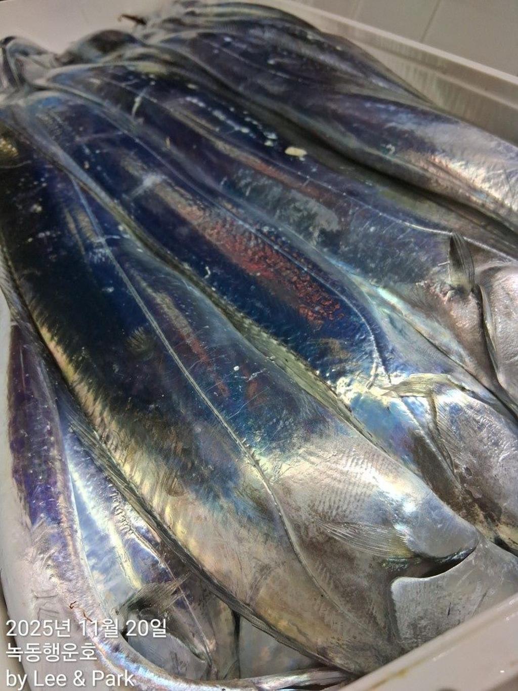 낚시뚜,갈치,녹동항,녹동대성호,낚시뚜27