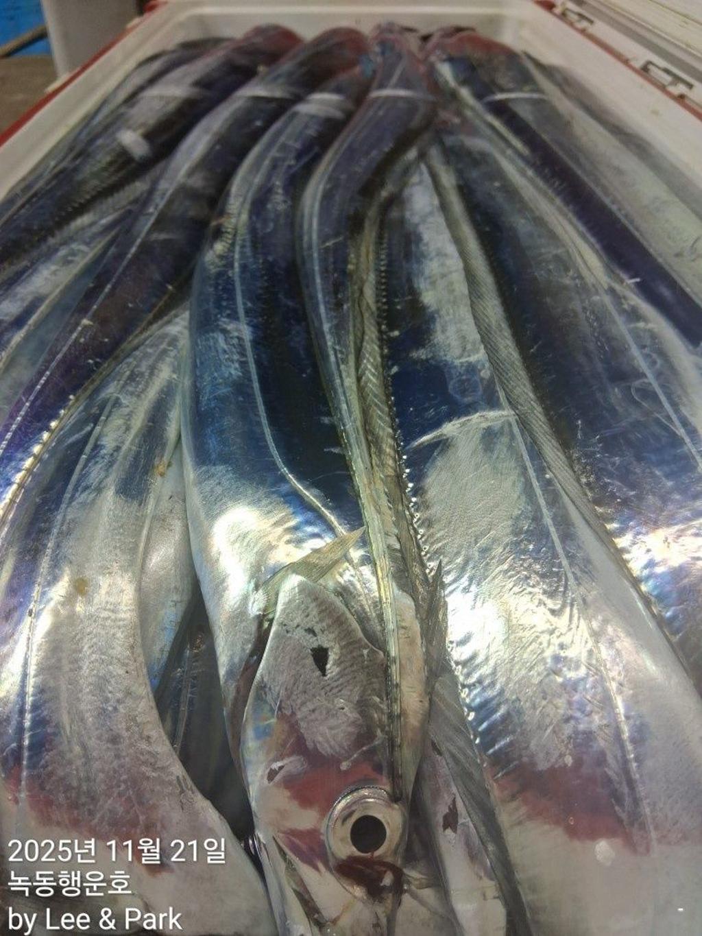 낚시뚜,갈치,녹동항,녹동대성호,낚시뚜26