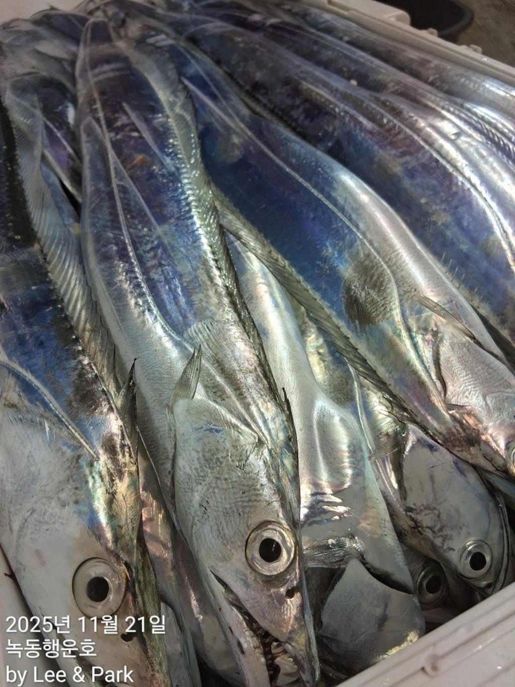 낚시뚜,갈치,녹동항,녹동대성호,낚시뚜25