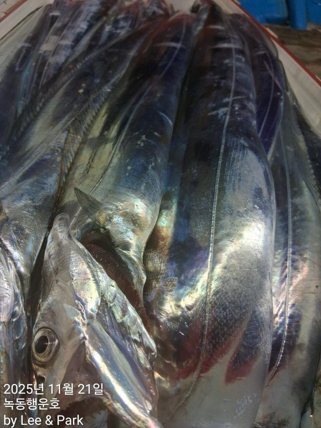 낚시뚜,갈치,녹동항,녹동대성호,낚시뚜24