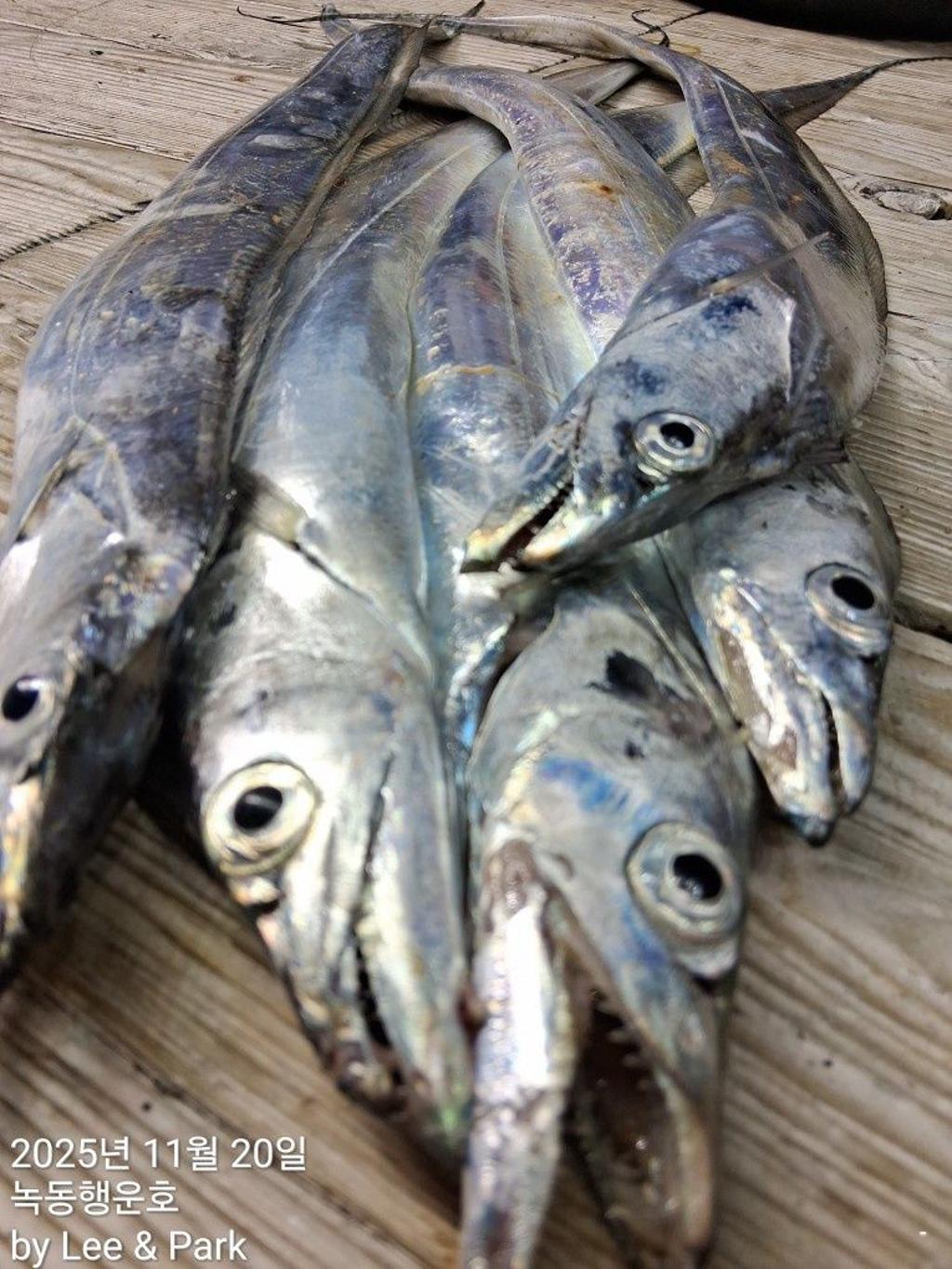 낚시뚜,갈치,녹동항,녹동대성호,낚시뚜12