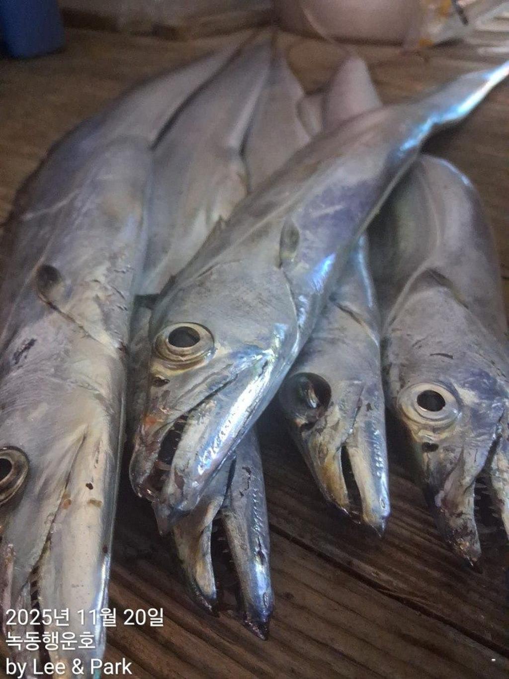 낚시뚜,갈치,녹동항,녹동대성호,낚시뚜11