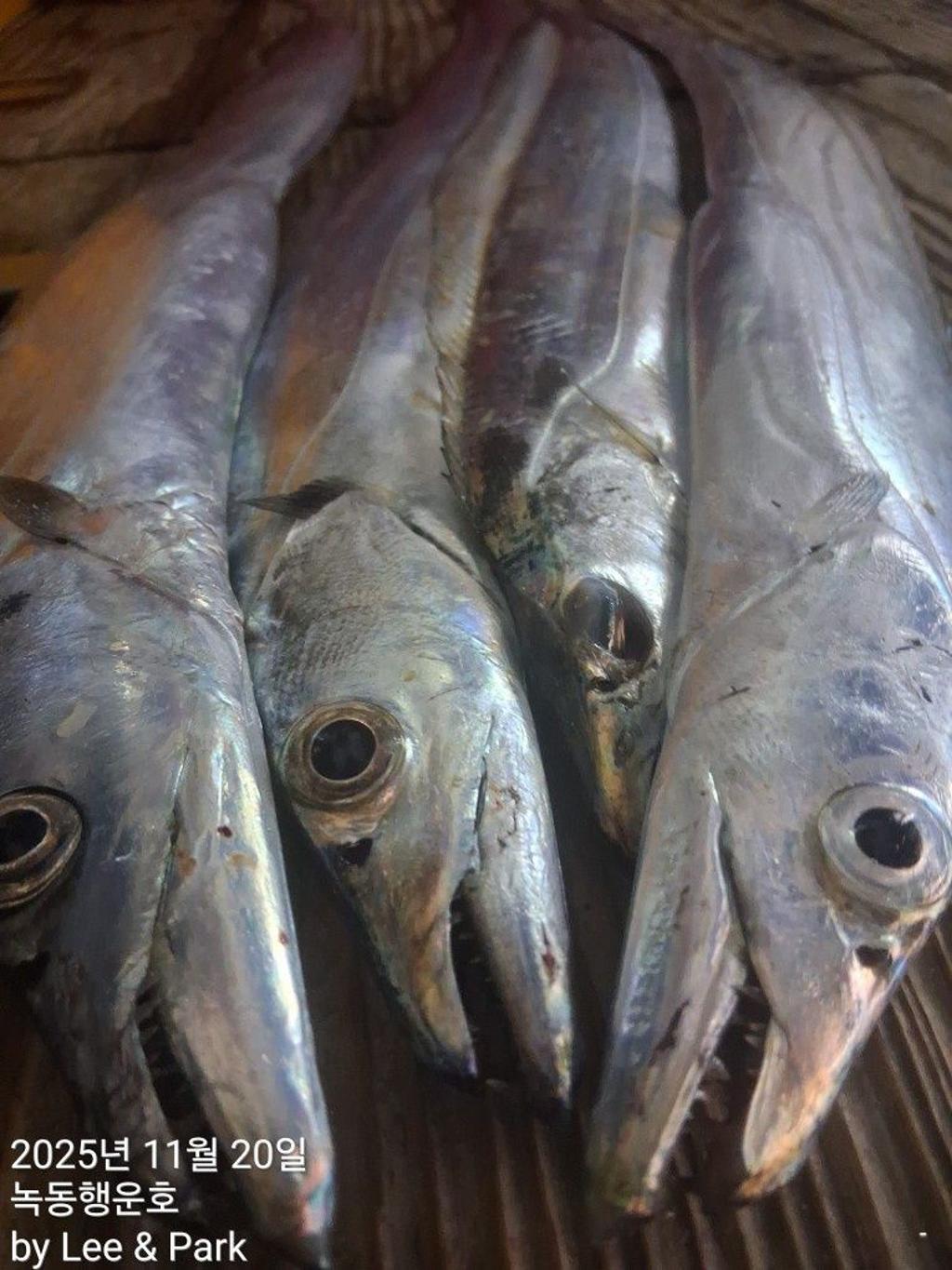 낚시뚜,갈치,녹동항,녹동대성호,낚시뚜10