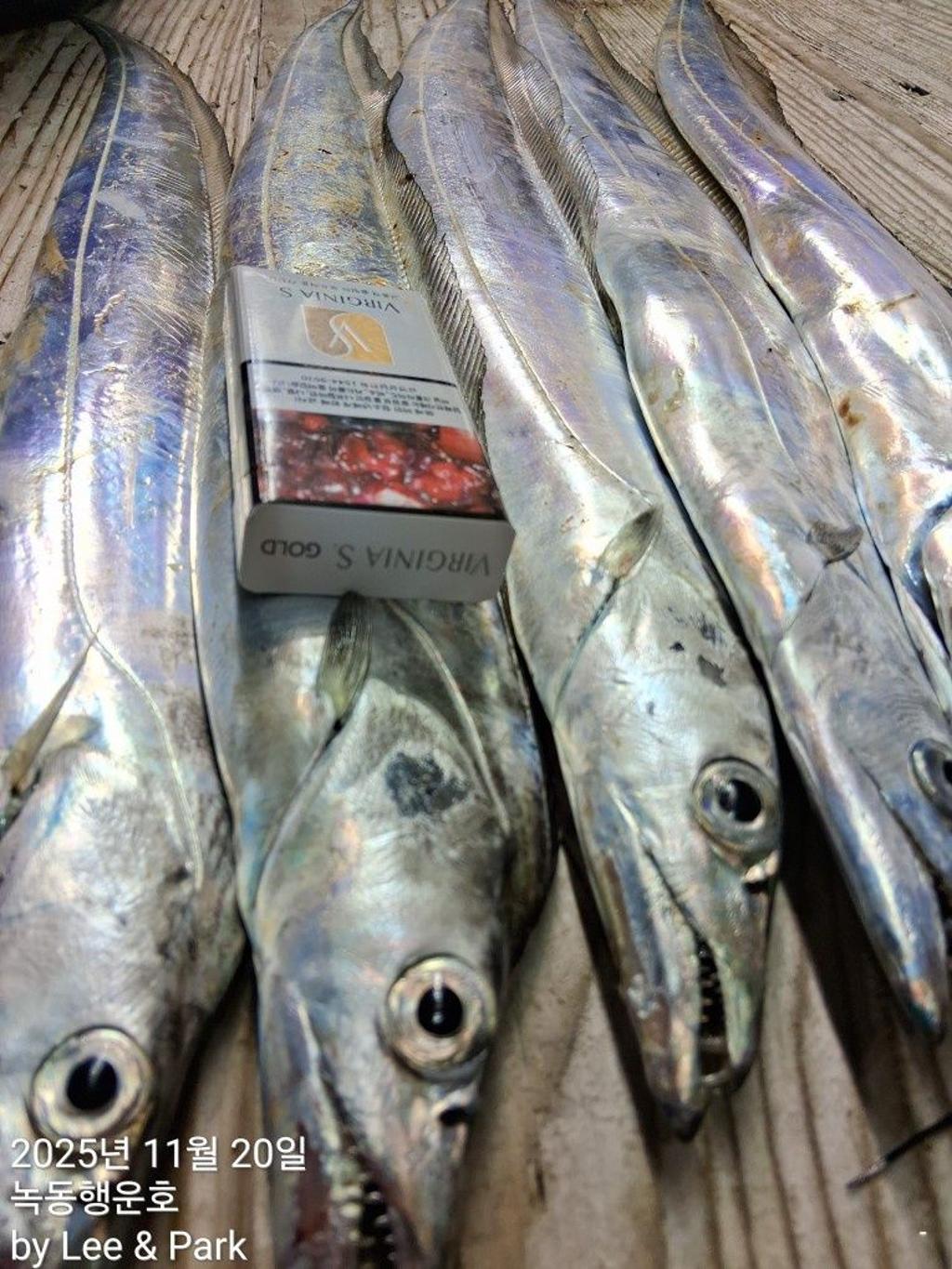 낚시뚜,갈치,녹동항,녹동대성호,낚시뚜9