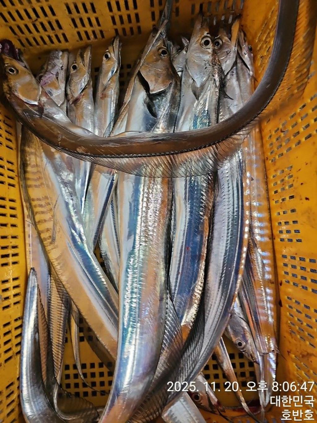 낚시뚜,갈치,통영 신전항,통영호반호,낚시뚜43