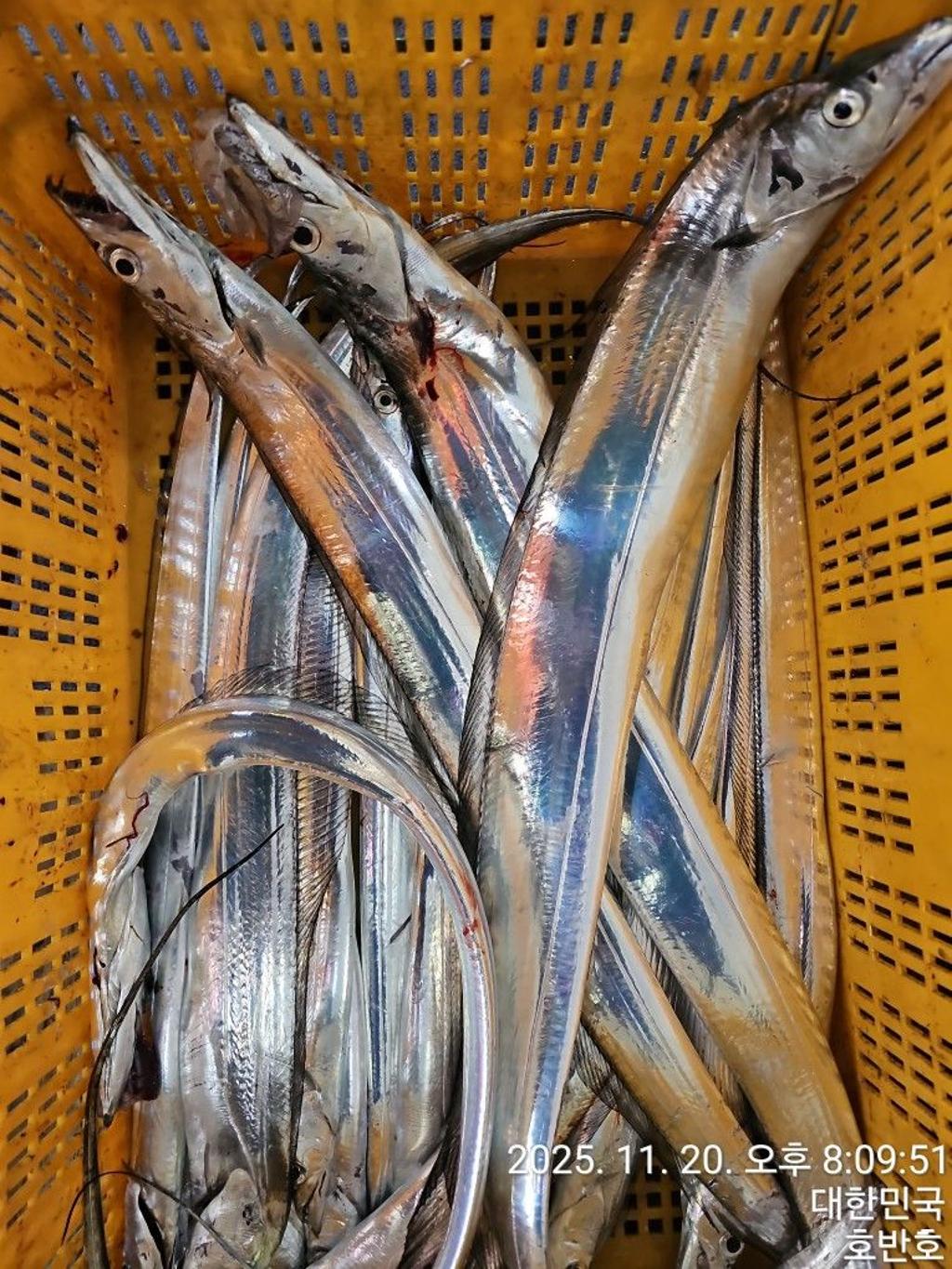 낚시뚜,갈치,통영 신전항,통영호반호,낚시뚜42