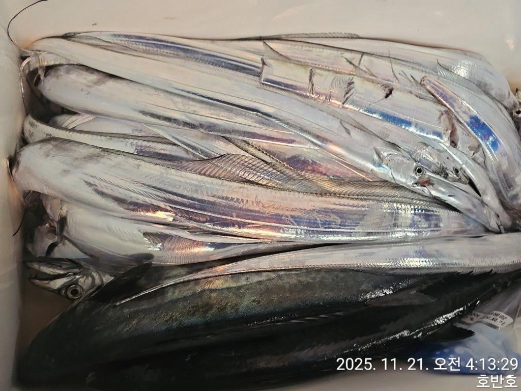 낚시뚜,갈치,통영 신전항,통영호반호,낚시뚜41