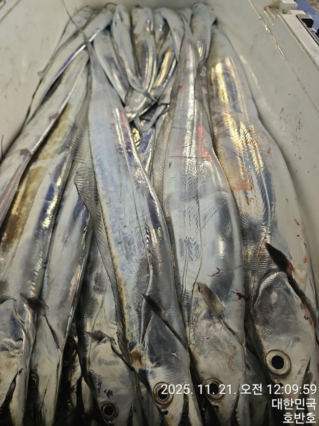 낚시뚜,갈치,통영 신전항,통영호반호,낚시뚜40