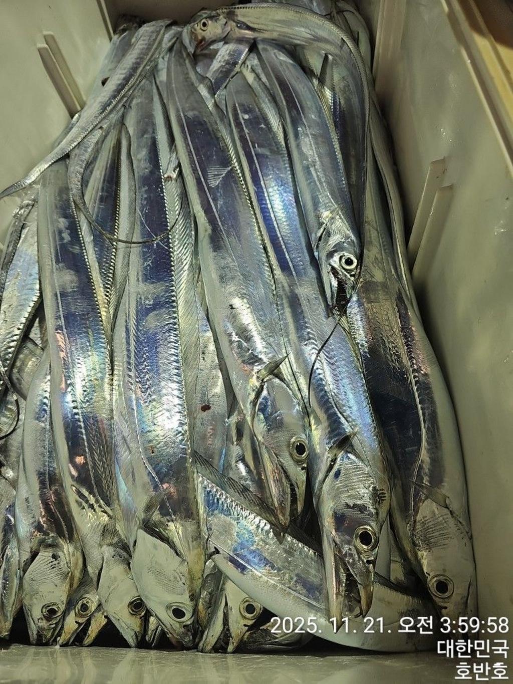 낚시뚜,갈치,통영 신전항,통영호반호,낚시뚜39