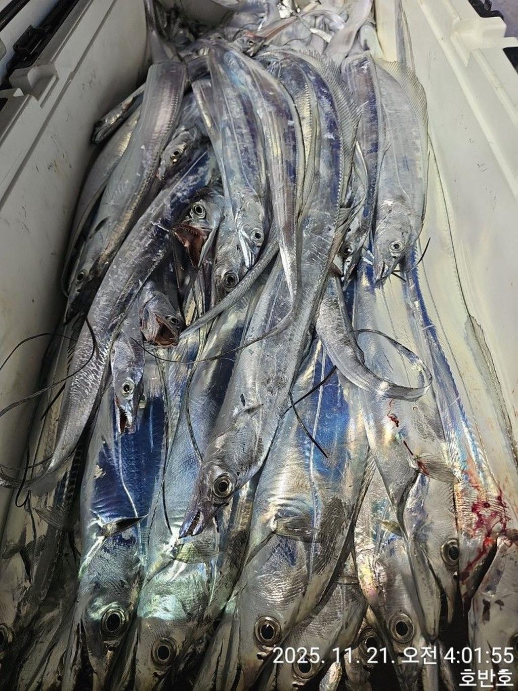 낚시뚜,갈치,통영 신전항,통영호반호,낚시뚜38