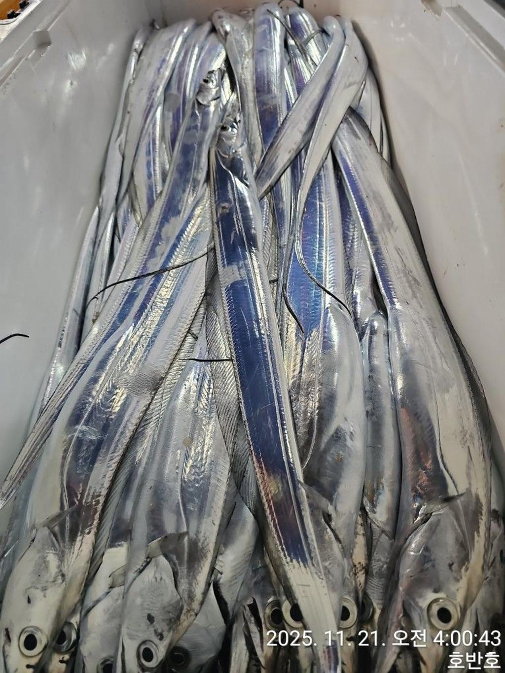 낚시뚜,갈치,통영 신전항,통영호반호,낚시뚜37