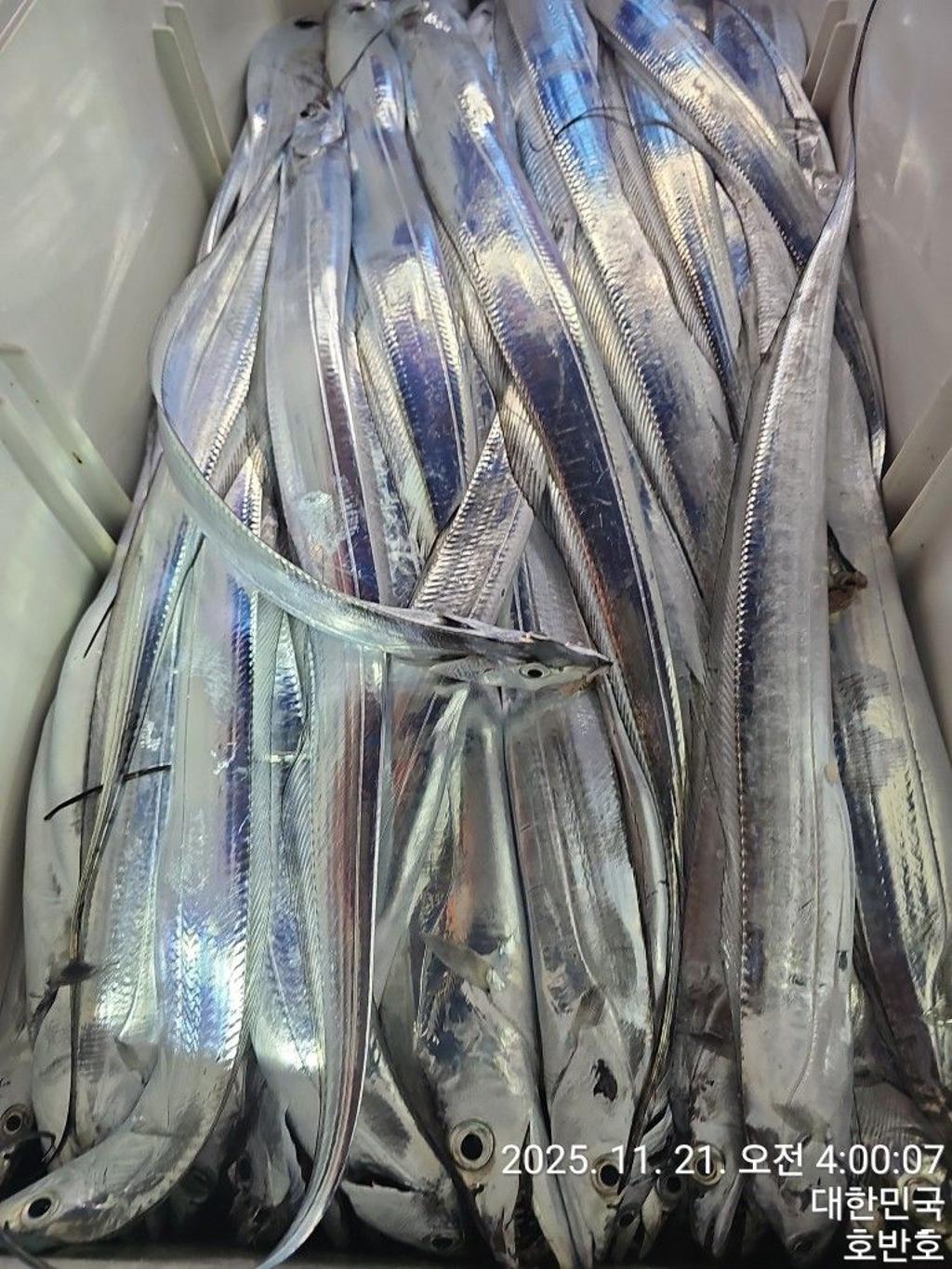 낚시뚜,갈치,통영 신전항,통영호반호,낚시뚜36