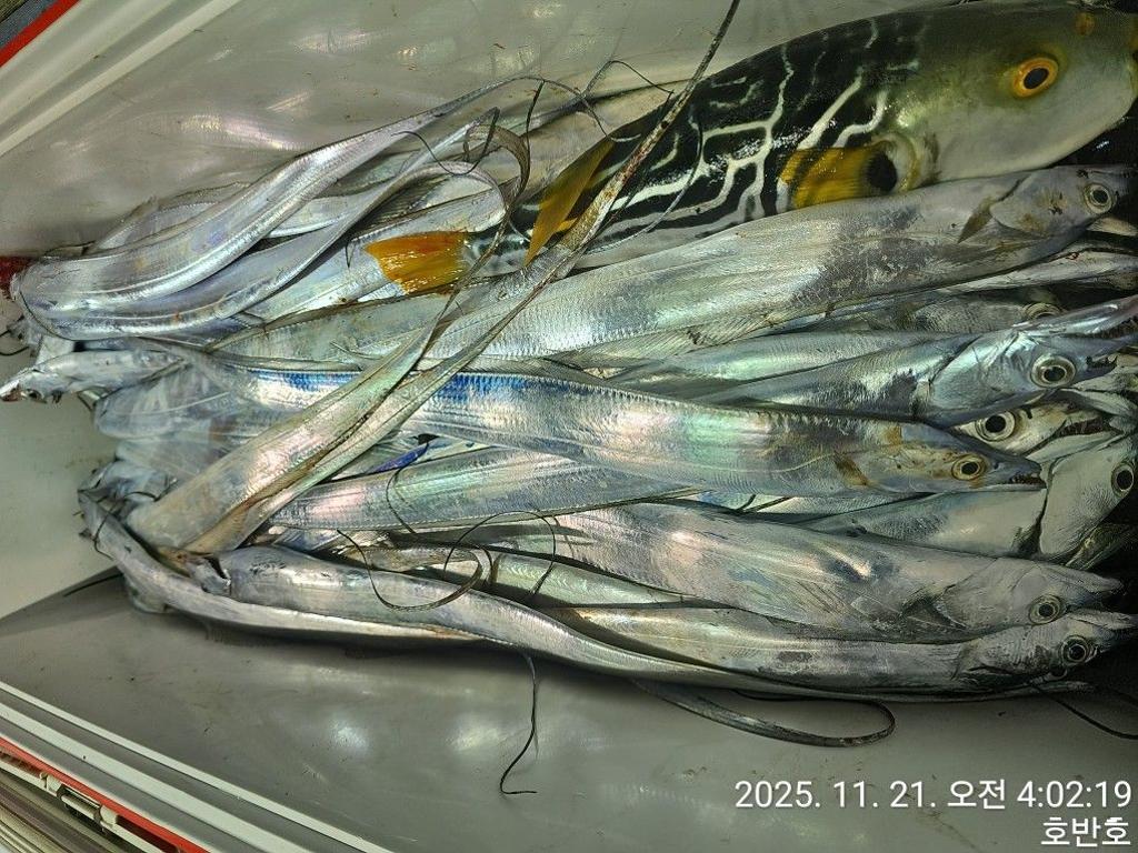 낚시뚜,갈치,통영 신전항,통영호반호,낚시뚜35