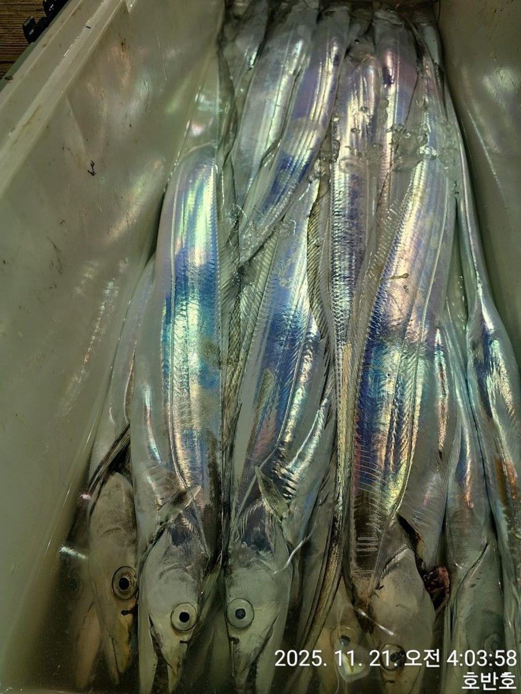 낚시뚜,갈치,통영 신전항,통영호반호,낚시뚜34