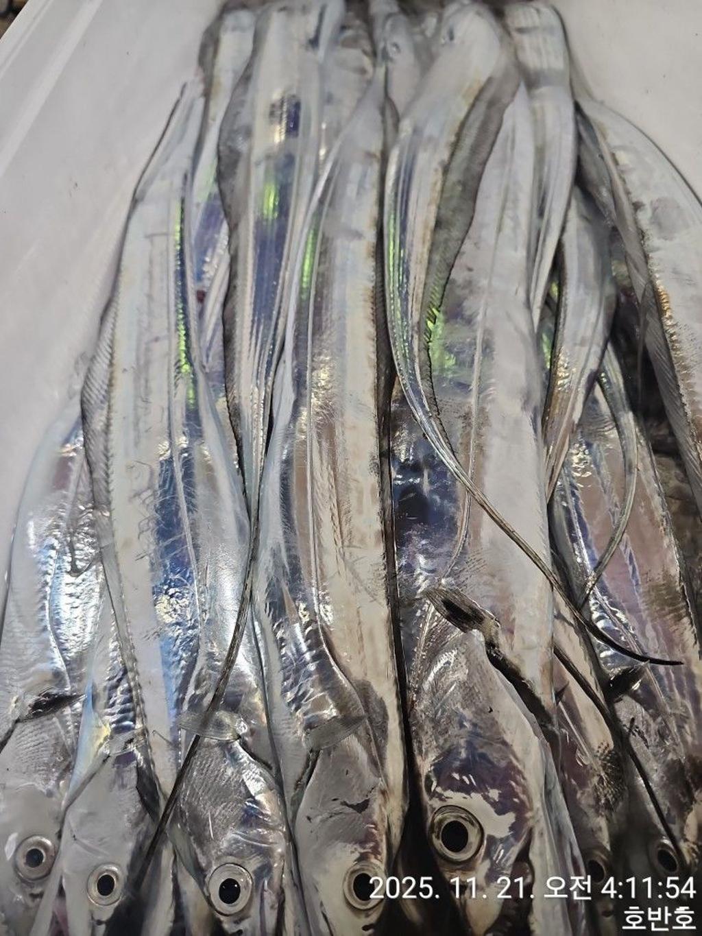 낚시뚜,갈치,통영 신전항,통영호반호,낚시뚜33