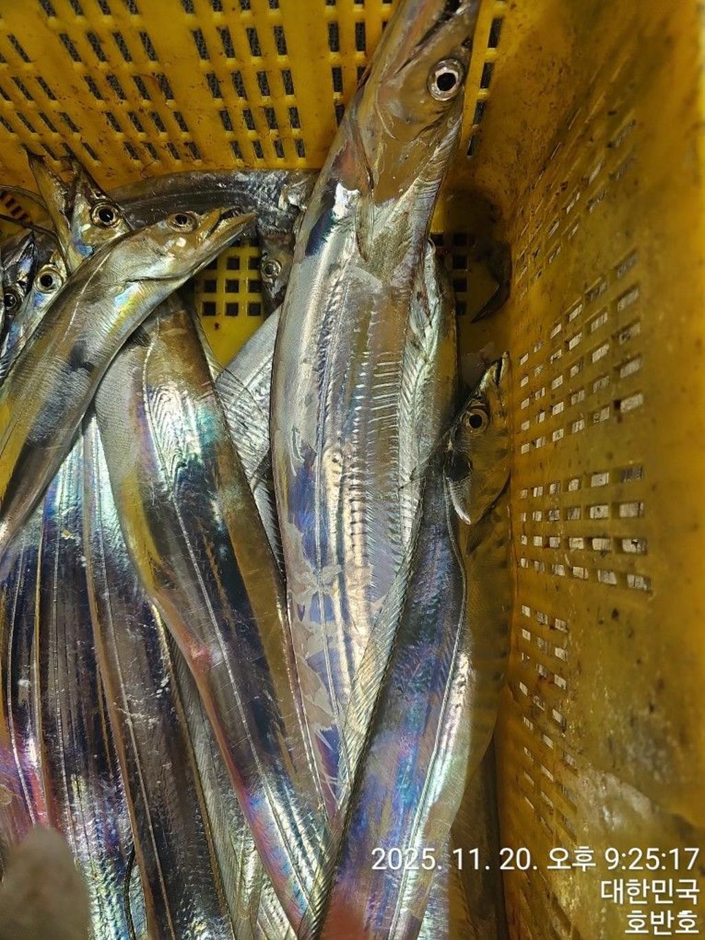 낚시뚜,갈치,통영 신전항,통영호반호,낚시뚜32