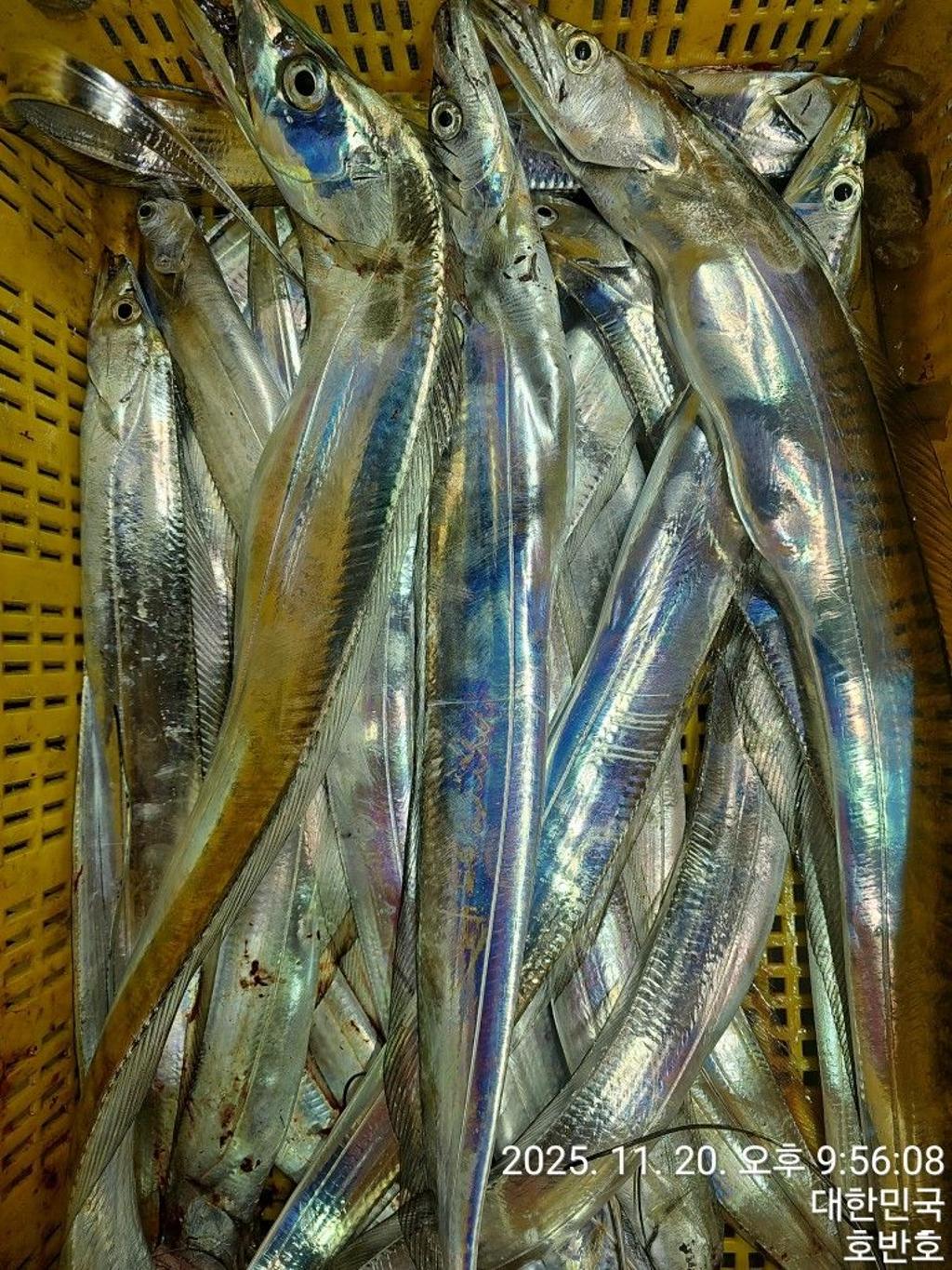 낚시뚜,갈치,통영 신전항,통영호반호,낚시뚜31